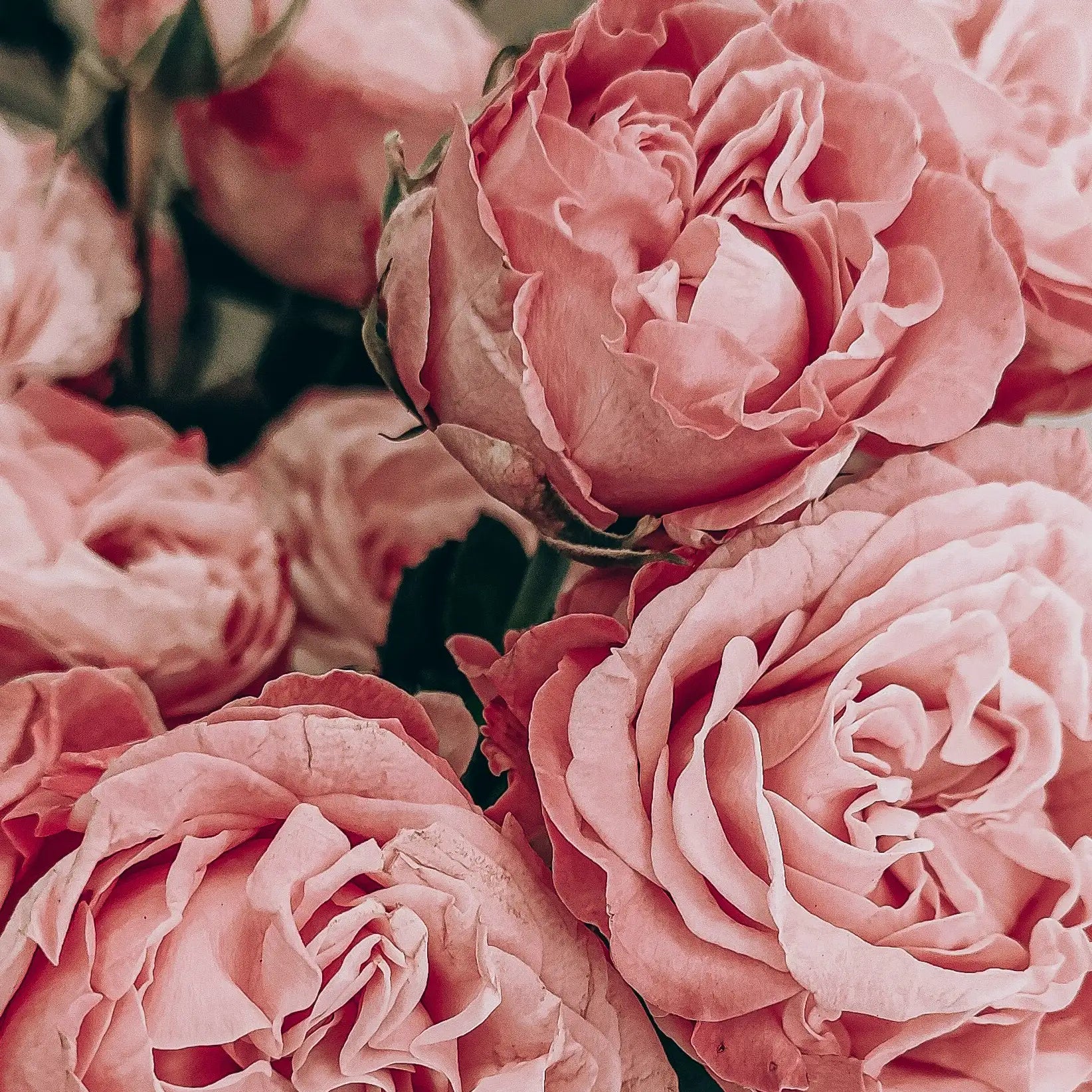 Déodorant stick rechargeable - Parfum rose-framboise