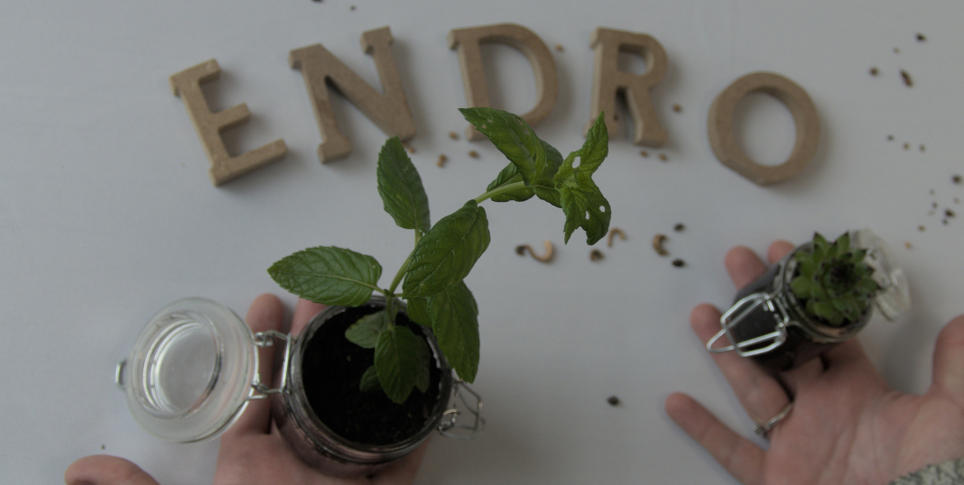 Endro participe à des projets de reforestation 🌳 - Endro cosmétiques