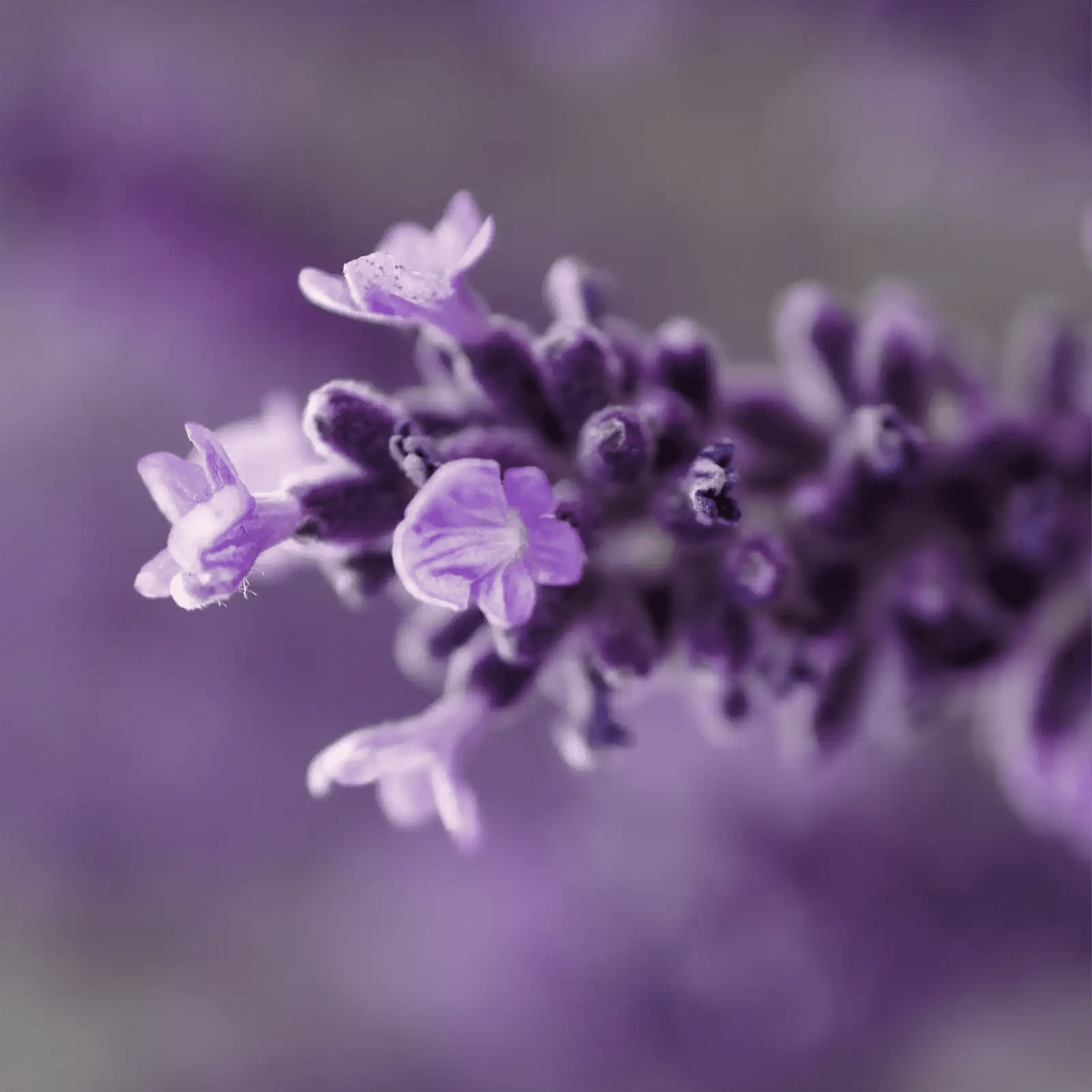 Crème De Nuit Anti - Âge Collagène - Endro Cosmetiques