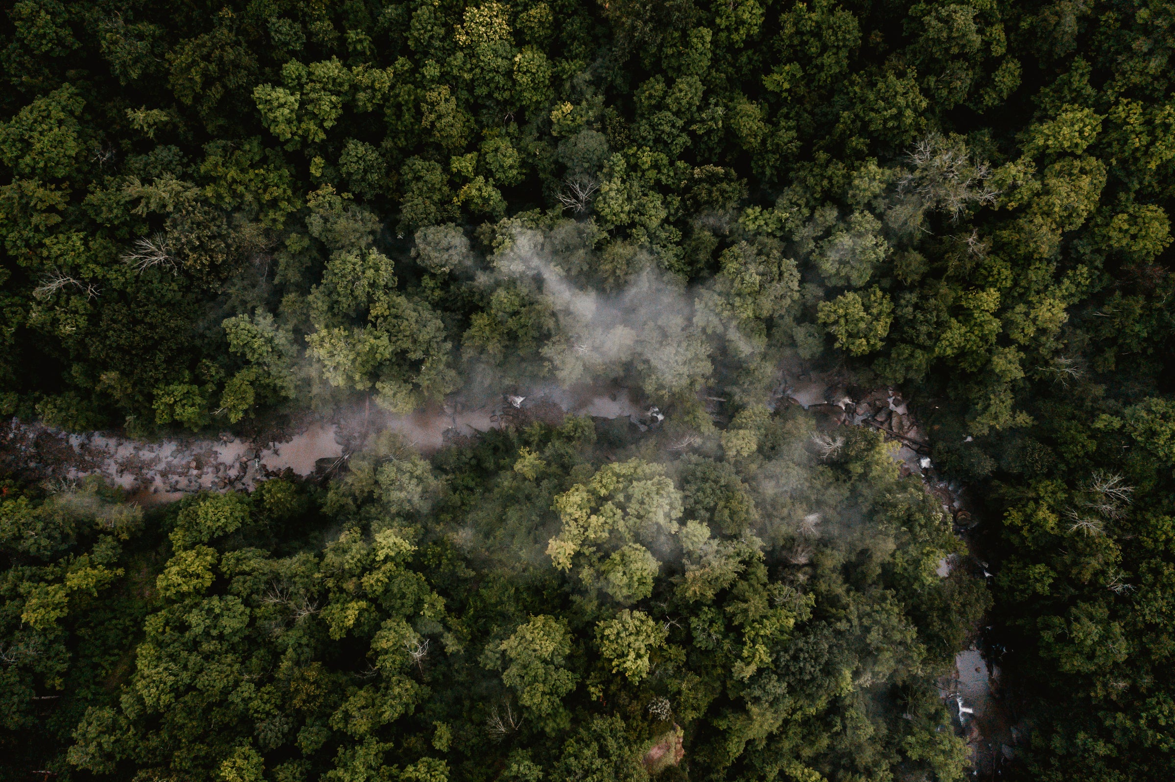 Forêt luxuriante et brumeuse — univers naturel Endro