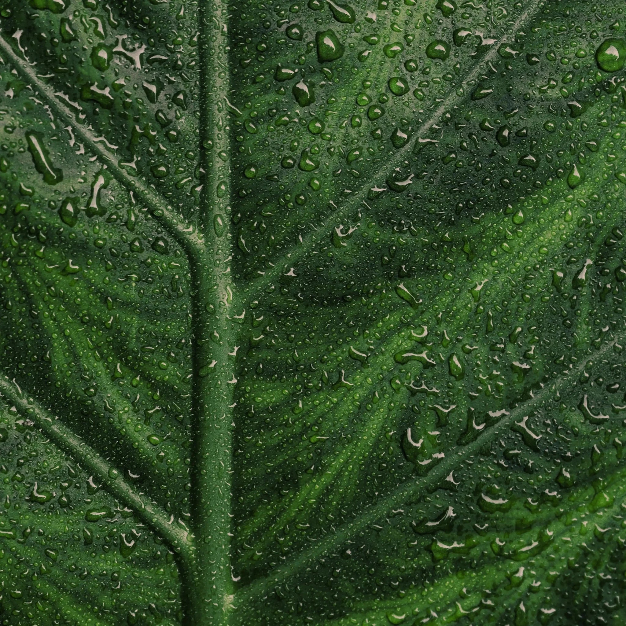 Sérum Purifiant - Endro Cosmetiques