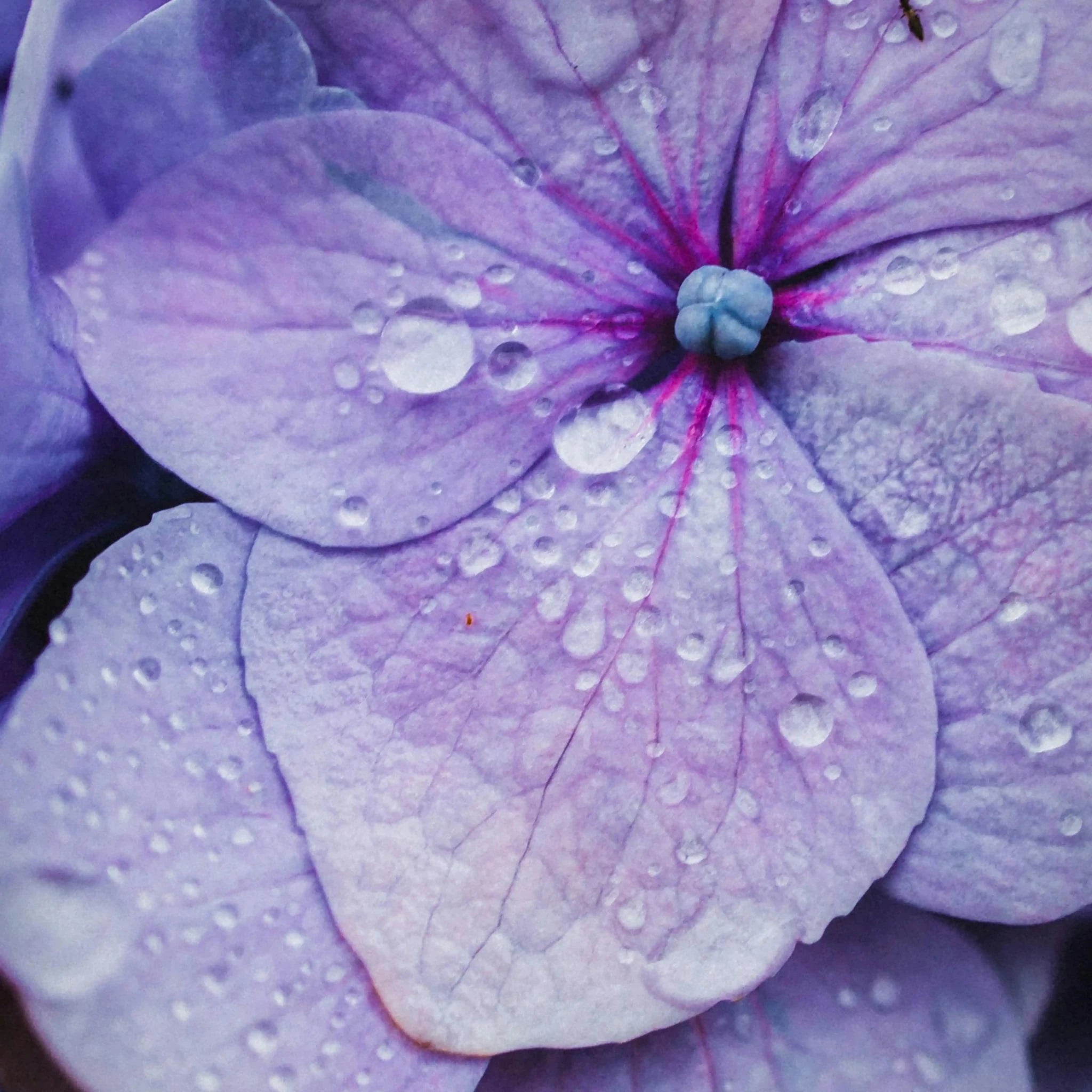 Sérum Repulpant - Endro Cosmetiques